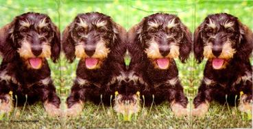 128 Dogs - 4-ply - sniff - Mauritius Images -Taschentuch